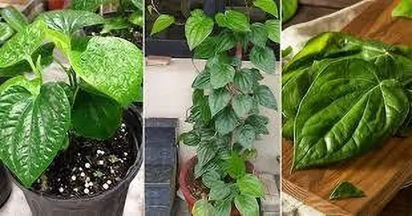 Betel_Leaf_Plant_(Hybrid,_Pack_of_1)
