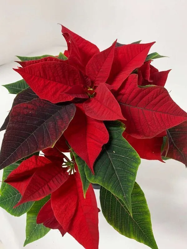Poinsettia_Plant_(Hybrid,_Pack_of_1)
