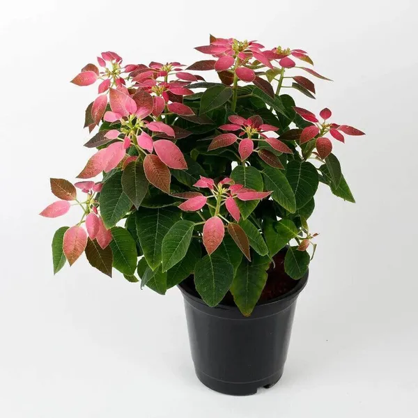 Poinsettia_Plant_(Hybrid,_Pack_of_1)