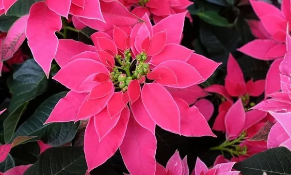 Poinsettia_Plant_(Hybrid,_Pack_of_1)