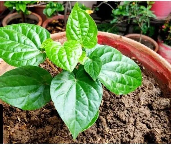 Betel_Leaf_Plant_(Hybrid,_Pack_of_1)