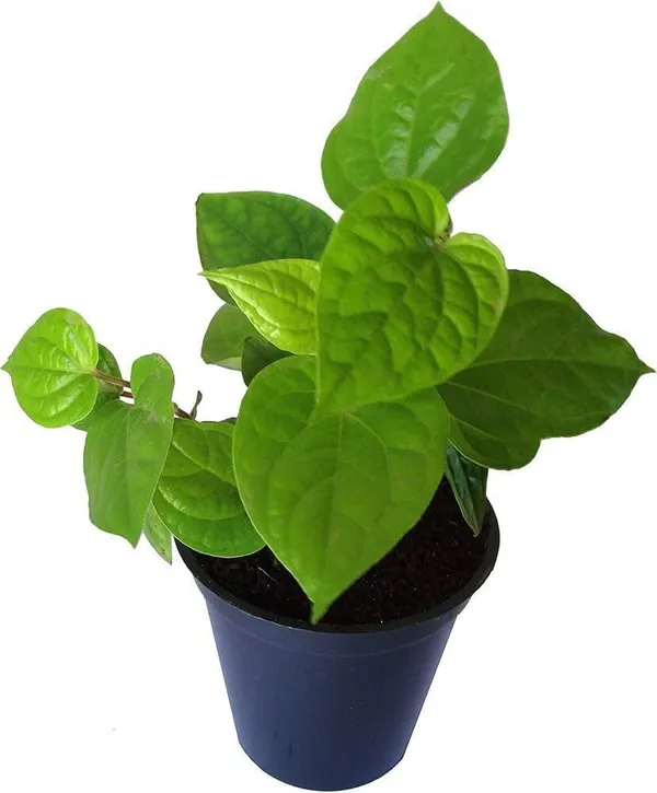 Betel_Leaf_Plant_(Hybrid,_Pack_of_1)