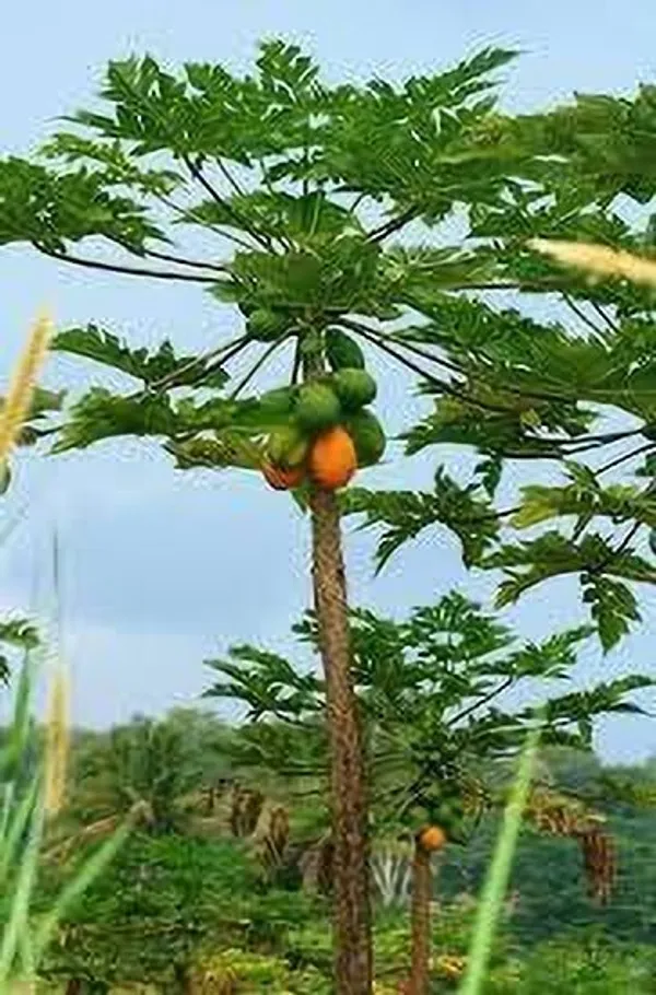 Papaya_Plant_(Hybrid,_Pack_of_1)