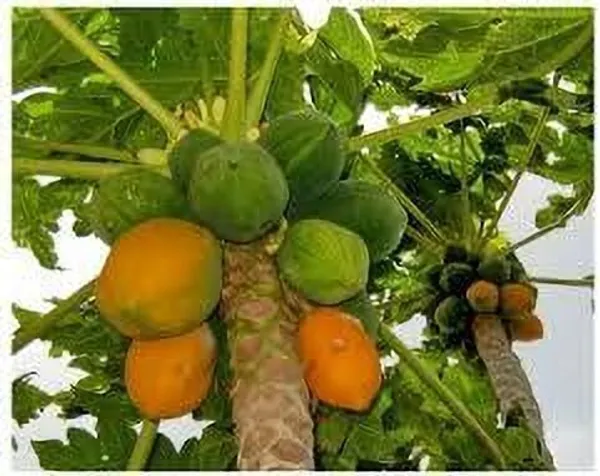 Papaya_Plant_(Hybrid,_Pack_of_1)