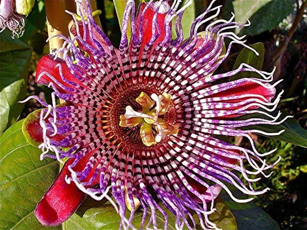 Passion_Plant_(Hybrid,_Pack_of_1)