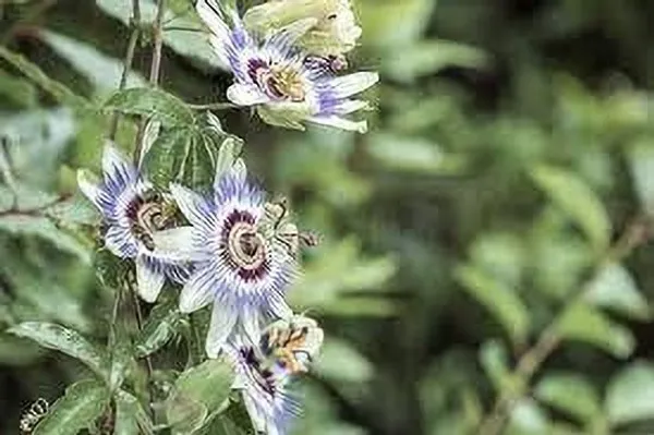 Passion_Plant_(Hybrid,_Pack_of_1)