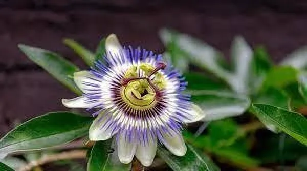 Passion_Plant_(Hybrid,_Pack_of_1)