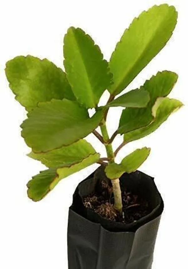 Bryophyllum_Pinnatum/Patharchatta_Plant_(Hybrid,_Pack_of_1)