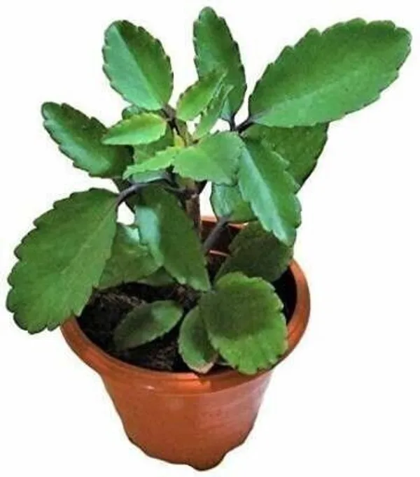 Bryophyllum_Pinnatum/Patharchatta_Plant_(Hybrid,_Pack_of_1)