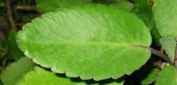 Bryophyllum_Pinnatum/Patharchatta_Plant_(Hybrid,_Pack_of_1)