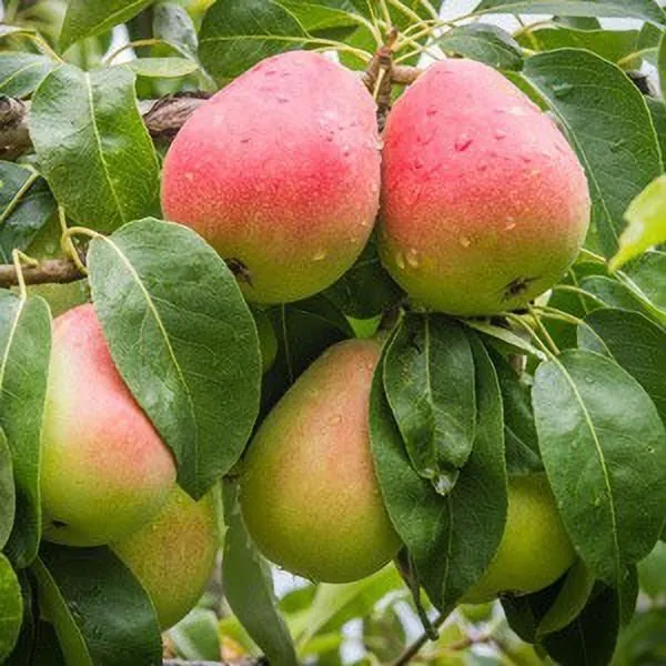 Pear_Plant_(Hybrid,_Pack_of_1)
