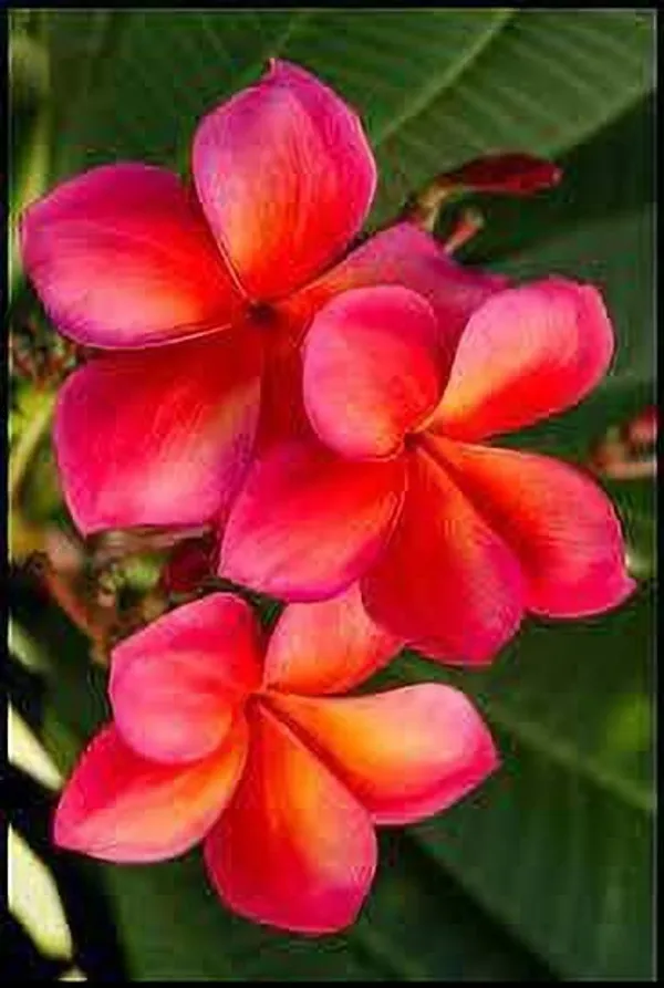 Plumeria_Plant_(Hybrid,_Pack_of_1)