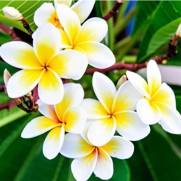 Plumeria_Plant_(Hybrid,_Pack_of_1)