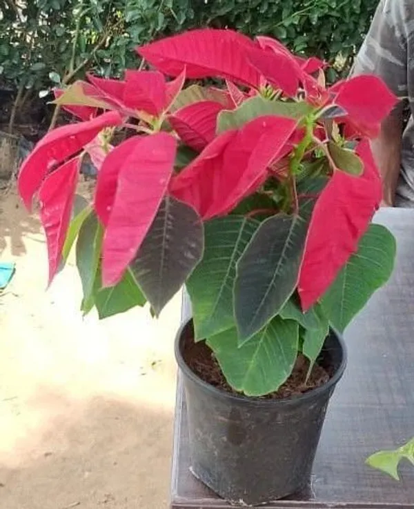 Coleus_Plant_(Hybrid,_Pack_of_1)
