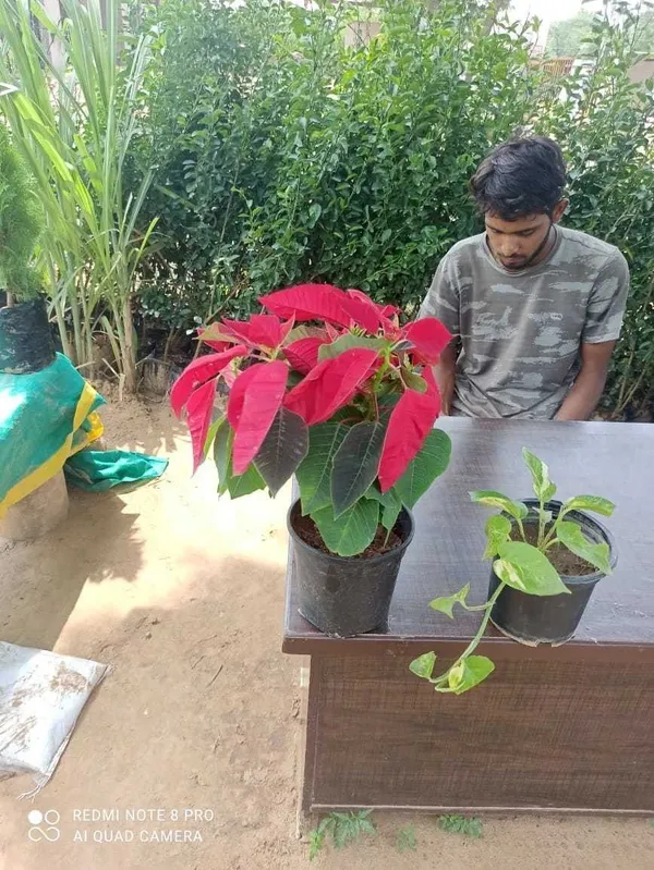 Coleus_Plant_(Hybrid,_Pack_of_1)