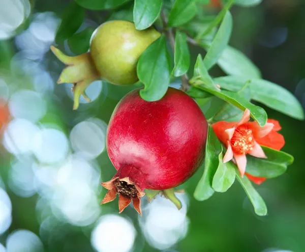 Pomegranate_Plant_(Hybrid,_Pack_of_1)