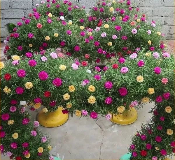 Portulaca_Plant_(Hybrid,_Pack_of_1)