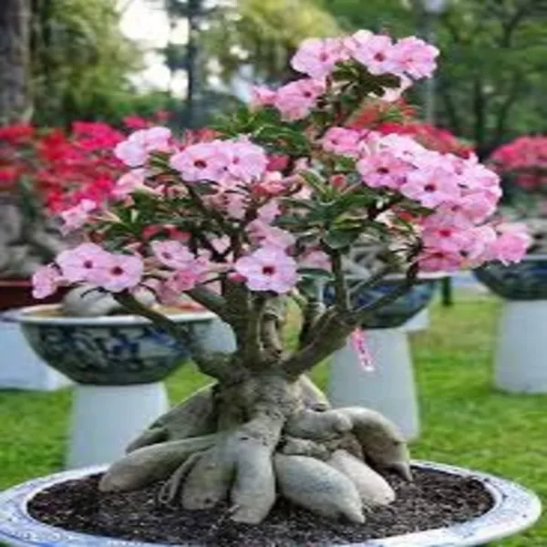 Adenium_Plant_(Hybrid,_Pack_of_1)
