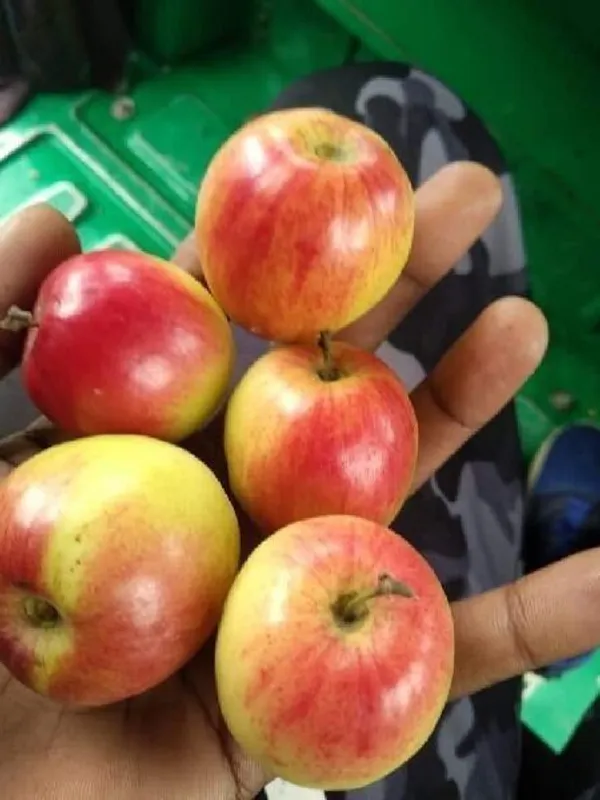 Ber_Apple_Plant_(Hybrid,_Pack_of_1)