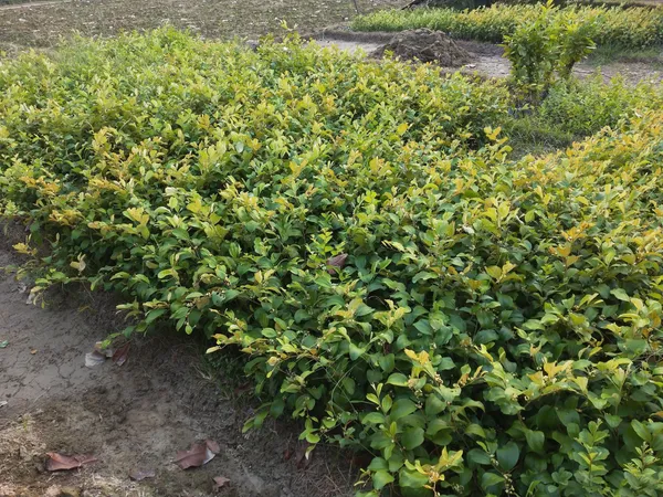 Ber_Apple_Plant_(Hybrid,_Pack_of_1)