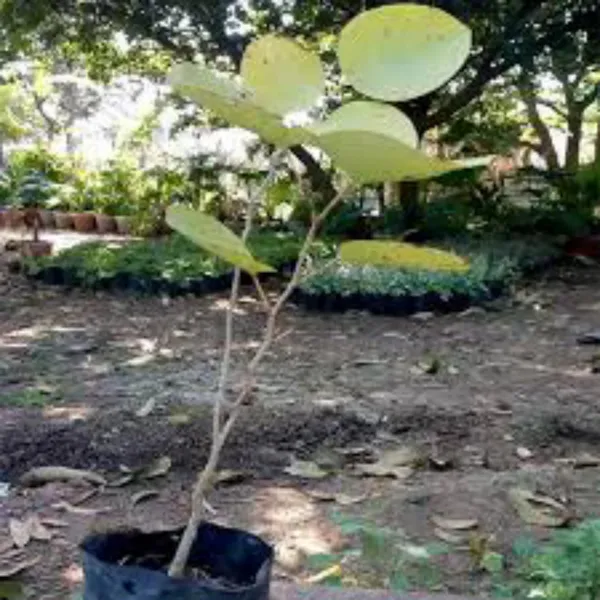 Red_Sandalwood_Plant_(Hybrid,_Pack_of_1)