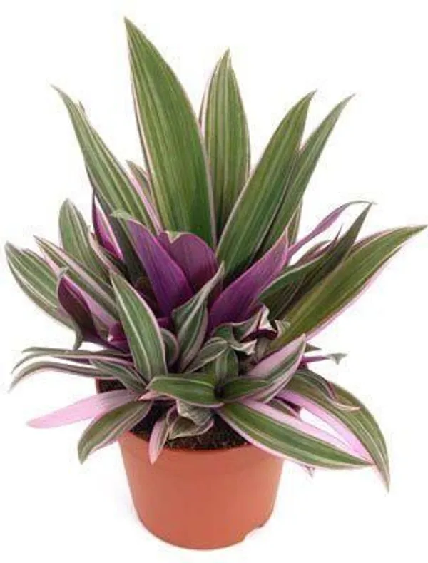 Rhoeo_Plant_(Hybrid,_Pack_of_1)