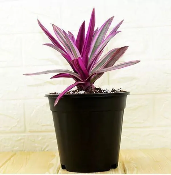 Rhoeo_Plant_(Hybrid,_Pack_of_1)