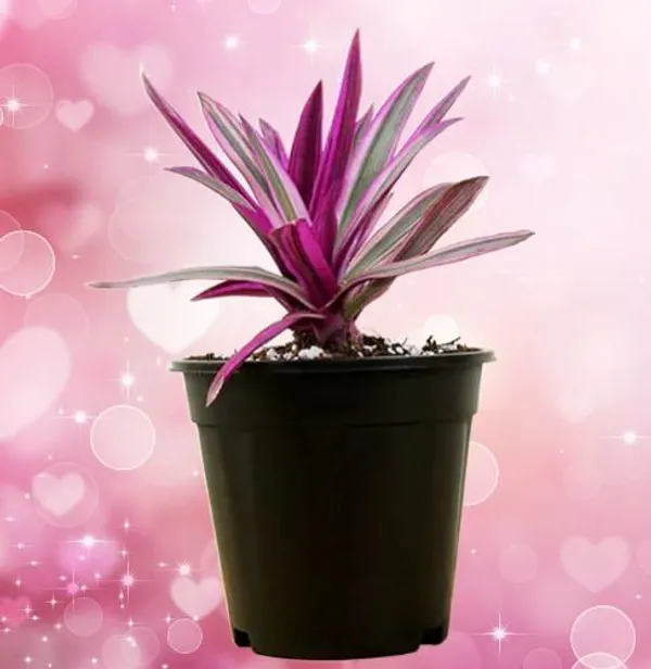 Rhoeo_Plant_(Hybrid,_Pack_of_1)