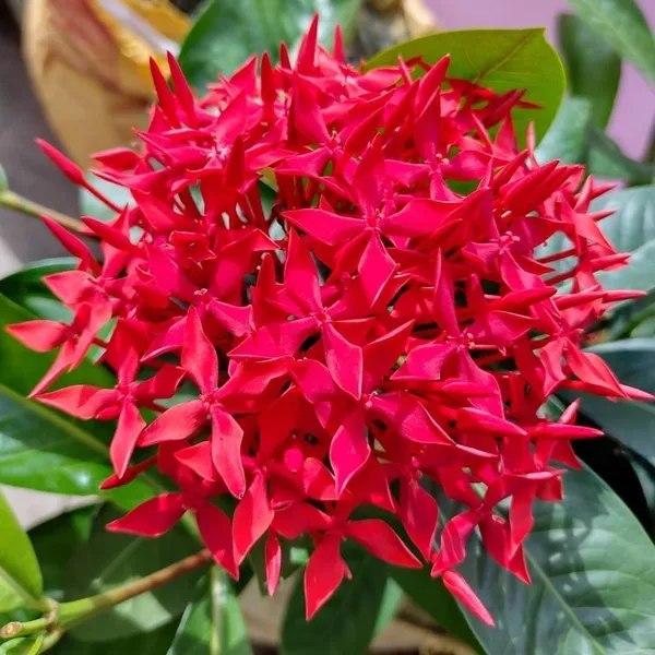Trothic_Ixora/Chethi_Plant_(Hybrid,_Pack_of_1)