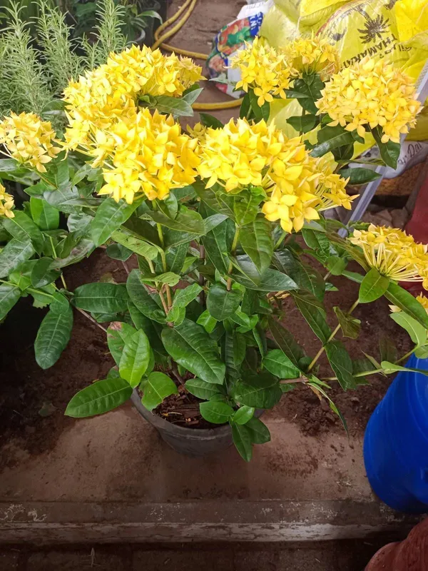 Ixora_Plant_(Hybrid,_Pack_of_1)