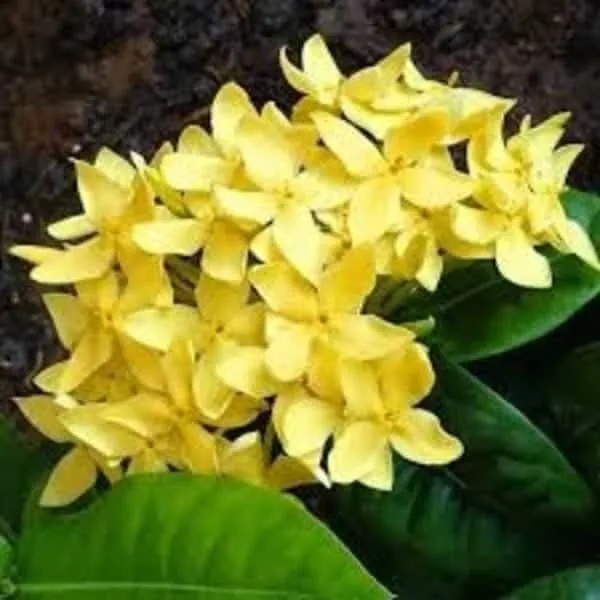 Ixora_Plant_(Hybrid,_Pack_of_1)