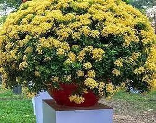Ixora_Plant_(Hybrid,_Pack_of_1)