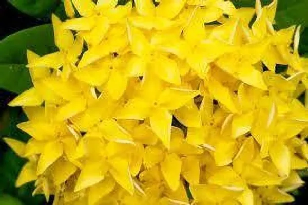 Ixora_Plant_(Hybrid,_Pack_of_1)