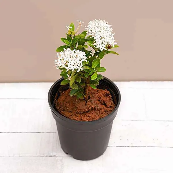 Trothic_Ixora/Chethi_Plant_(Hybrid,_Pack_of_1)