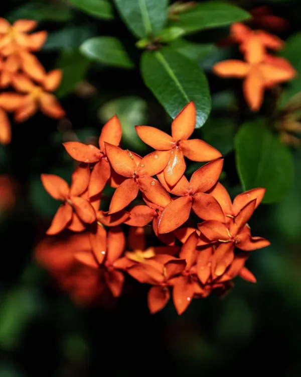 Trothic_Ixora/Chethi_Plant_(Hybrid,_Pack_of_1)