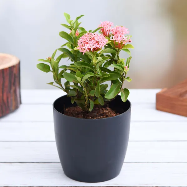 Trothic_Ixora/Chethi_Plant_(Hybrid,_Pack_of_1)