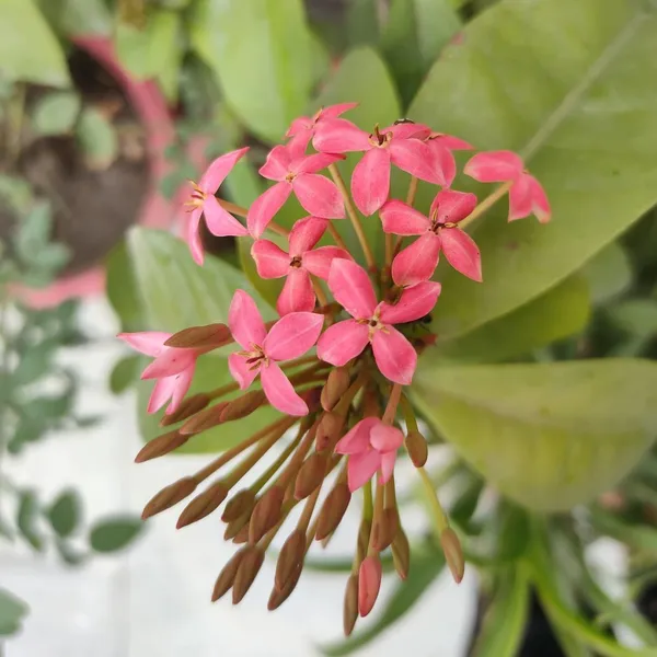 Trothic_Ixora/Chethi_Plant_(Hybrid,_Pack_of_1)