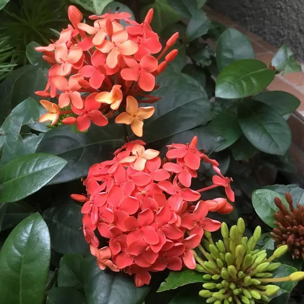Trothic_Ixora/Chethi_Plant_(Hybrid,_Pack_of_1)