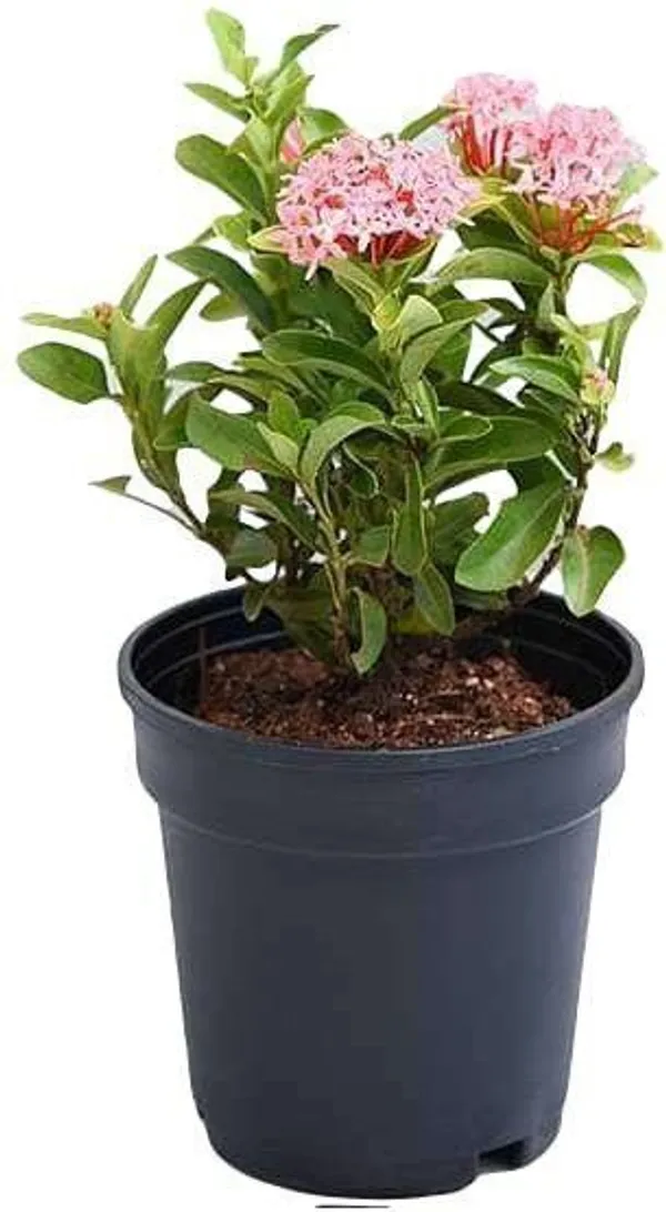 Trothic_Ixora/Chethi_Plant_(Hybrid,_Pack_of_1)