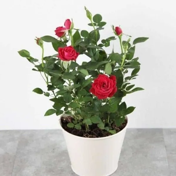 Rose_Plant_(Hybrid,_Pack_of_1)