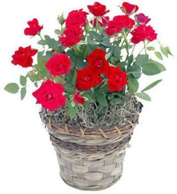 Rose_Plant_(Hybrid,_Pack_of_1)