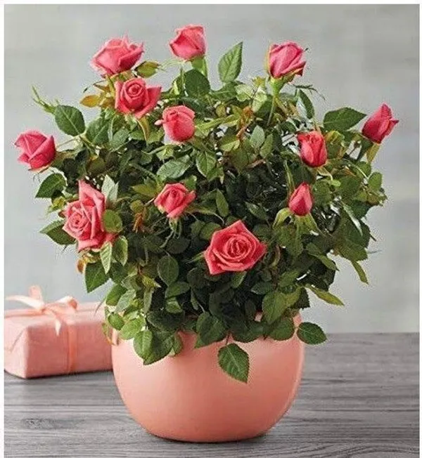 Rose_Plant_(Hybrid,_Pack_of_1)