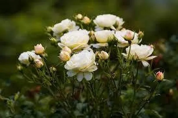 Rose_Plant_(Hybrid,_Pack_of_1)