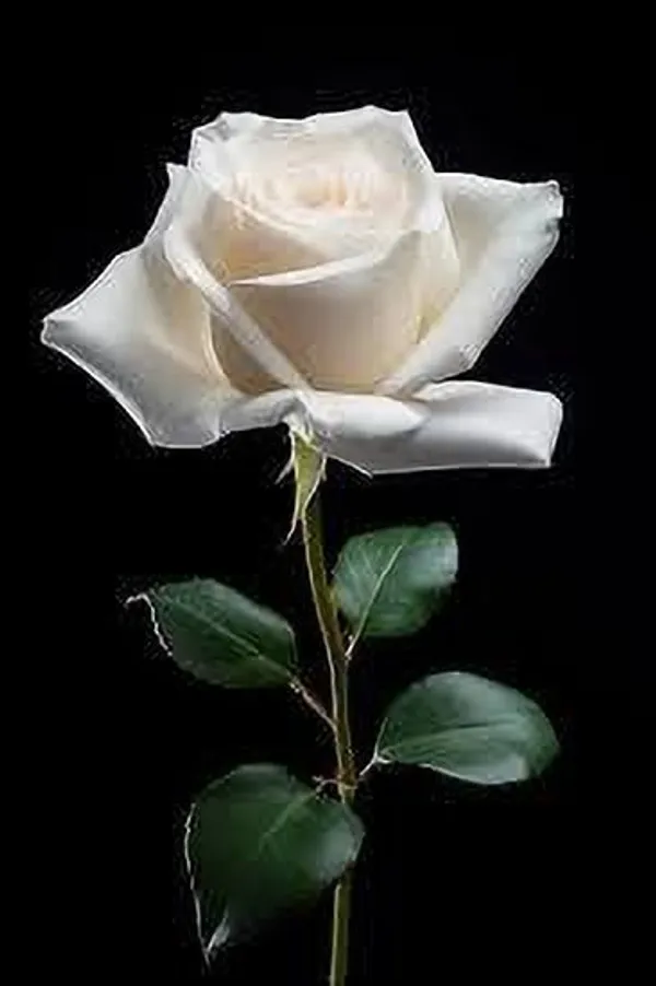 Rose_Plant_(Hybrid,_Pack_of_1)