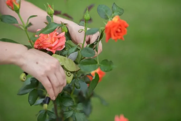Rose_Plant_(Hybrid,_Pack_of_1)