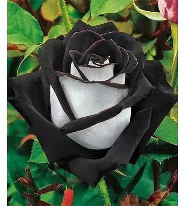 Rose_Plant_(Hybrid,_Pack_of_1)