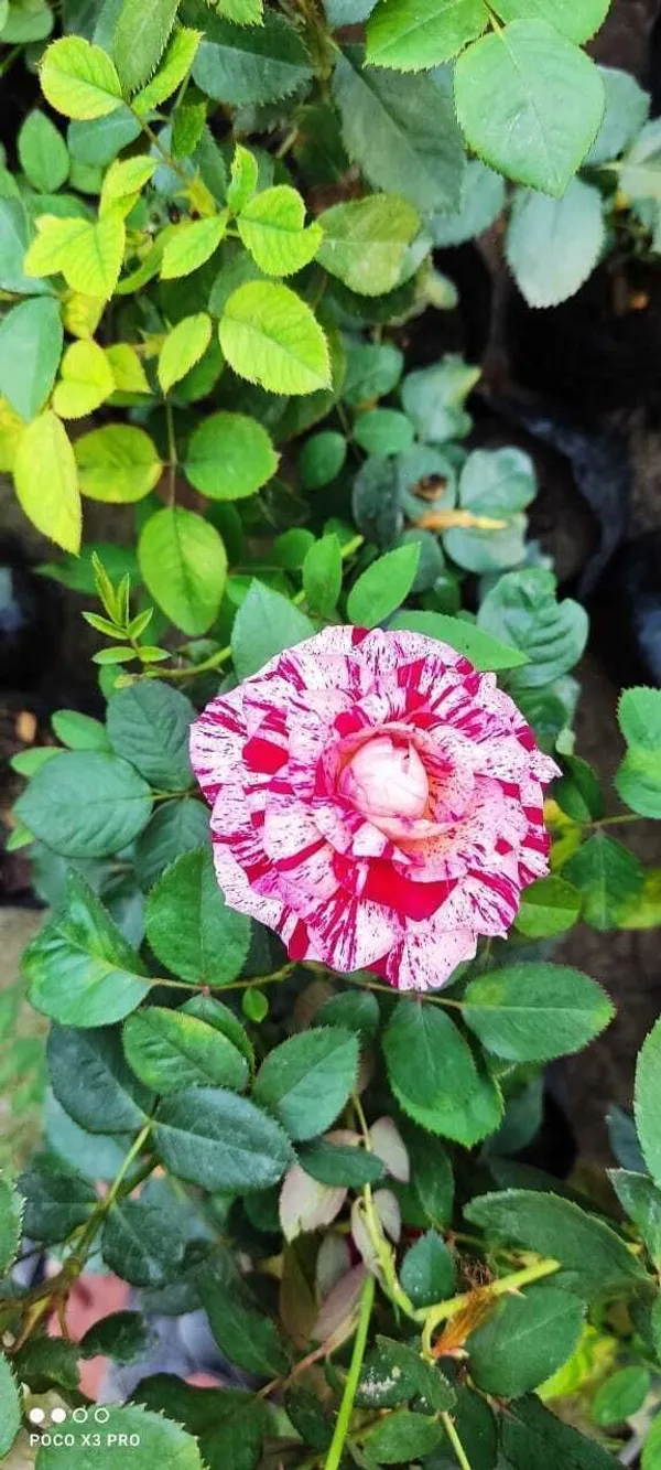 Rose_Plant_(Hybrid,_Pack_of_1)