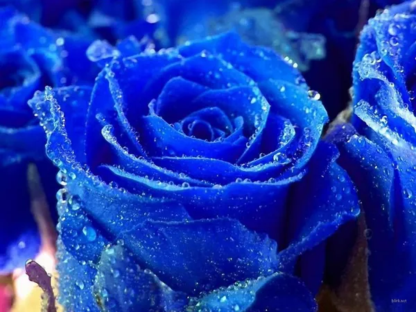 Rose_Plant_(Hybrid,_Pack_of_1)