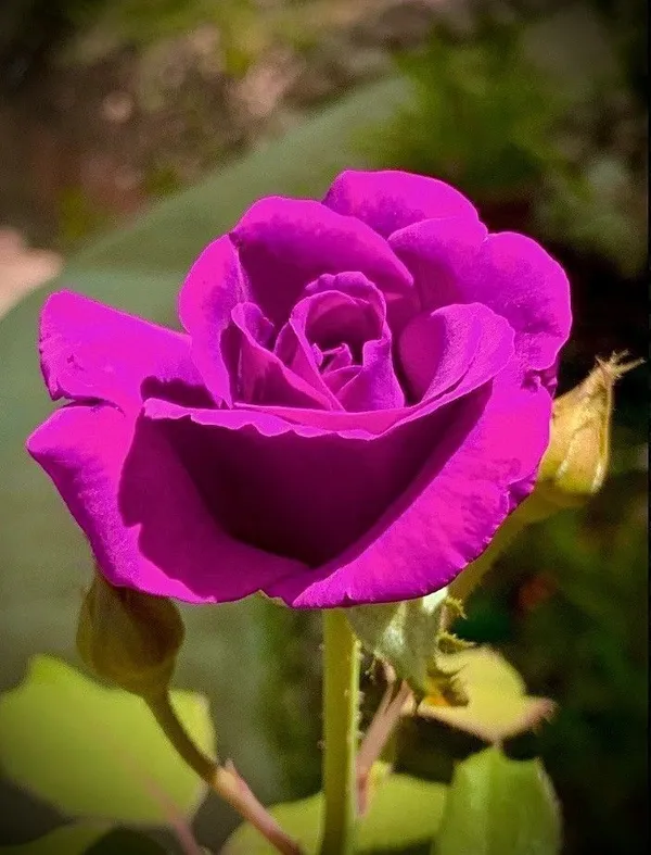 Baby_Sun_Rose_Variegated_Plant_(Hybrid,_Pack_of_1)