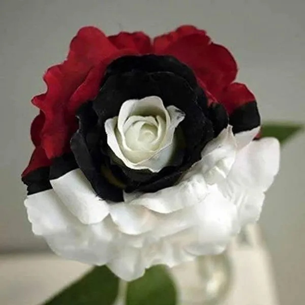 Rose_Plant_(Hybrid,_Pack_of_1)